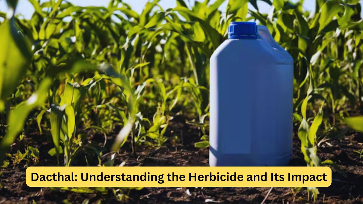 Dacthal Understanding the Herbicide and Its Impact