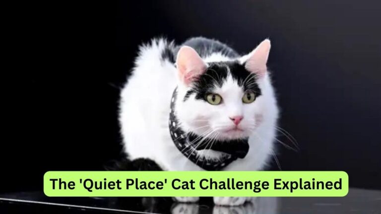 The 'Quiet Place' Cat Challenge Explained